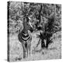 Awesome South Africa Collection Square - Burchell's Zebra B&W-Philippe Hugonnard-Stretched Canvas