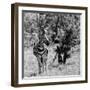 Awesome South Africa Collection Square - Burchell's Zebra B&W-Philippe Hugonnard-Framed Photographic Print