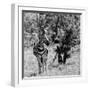 Awesome South Africa Collection Square - Burchell's Zebra B&W-Philippe Hugonnard-Framed Photographic Print