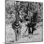 Awesome South Africa Collection Square - Burchell's Zebra B&W-Philippe Hugonnard-Mounted Photographic Print