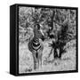 Awesome South Africa Collection Square - Burchell's Zebra B&W-Philippe Hugonnard-Framed Stretched Canvas