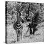 Awesome South Africa Collection Square - Burchell's Zebra B&W-Philippe Hugonnard-Stretched Canvas