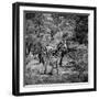 Awesome South Africa Collection Square - Burchell's Zebra II B&W-Philippe Hugonnard-Framed Photographic Print