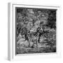 Awesome South Africa Collection Square - Burchell's Zebra II B&W-Philippe Hugonnard-Framed Photographic Print