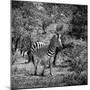 Awesome South Africa Collection Square - Burchell's Zebra II B&W-Philippe Hugonnard-Mounted Photographic Print