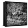 Awesome South Africa Collection Square - Burchell's Zebra II B&W-Philippe Hugonnard-Framed Stretched Canvas