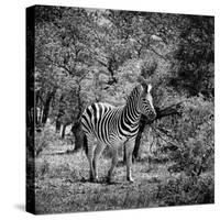 Awesome South Africa Collection Square - Burchell's Zebra II B&W-Philippe Hugonnard-Stretched Canvas