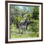 Awesome South Africa Collection Square - Burchell's Zebra II-Philippe Hugonnard-Framed Photographic Print