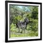 Awesome South Africa Collection Square - Burchell's Zebra II-Philippe Hugonnard-Framed Photographic Print