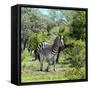 Awesome South Africa Collection Square - Burchell's Zebra II-Philippe Hugonnard-Framed Stretched Canvas