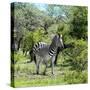 Awesome South Africa Collection Square - Burchell's Zebra II-Philippe Hugonnard-Stretched Canvas