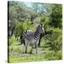 Awesome South Africa Collection Square - Burchell's Zebra II-Philippe Hugonnard-Stretched Canvas