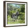 Awesome South Africa Collection Square - Burchell's Zebra II-Philippe Hugonnard-Framed Photographic Print