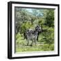 Awesome South Africa Collection Square - Burchell's Zebra II-Philippe Hugonnard-Framed Photographic Print