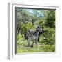 Awesome South Africa Collection Square - Burchell's Zebra II-Philippe Hugonnard-Framed Photographic Print