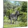 Awesome South Africa Collection Square - Burchell's Zebra II-Philippe Hugonnard-Mounted Photographic Print