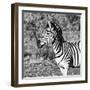 Awesome South Africa Collection Square - Burchell's Zebra Portrait B&W-Philippe Hugonnard-Framed Photographic Print