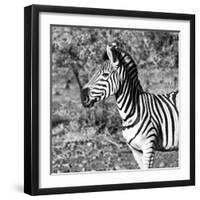 Awesome South Africa Collection Square - Burchell's Zebra Portrait B&W-Philippe Hugonnard-Framed Photographic Print