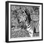 Awesome South Africa Collection Square - Burchell's Zebra Portrait B&W-Philippe Hugonnard-Framed Photographic Print