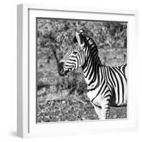 Awesome South Africa Collection Square - Burchell's Zebra Portrait B&W-Philippe Hugonnard-Framed Photographic Print