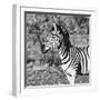 Awesome South Africa Collection Square - Burchell's Zebra Portrait B&W-Philippe Hugonnard-Framed Photographic Print