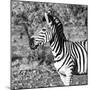 Awesome South Africa Collection Square - Burchell's Zebra Portrait B&W-Philippe Hugonnard-Mounted Photographic Print