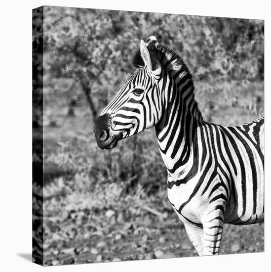 Awesome South Africa Collection Square - Burchell's Zebra Portrait B&W-Philippe Hugonnard-Stretched Canvas