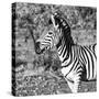 Awesome South Africa Collection Square - Burchell's Zebra Portrait B&W-Philippe Hugonnard-Stretched Canvas