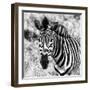 Awesome South Africa Collection Square - Burchell's Zebra Portrait II B&W-Philippe Hugonnard-Framed Photographic Print