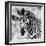 Awesome South Africa Collection Square - Burchell's Zebra Portrait II B&W-Philippe Hugonnard-Framed Photographic Print