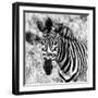 Awesome South Africa Collection Square - Burchell's Zebra Portrait II B&W-Philippe Hugonnard-Framed Photographic Print