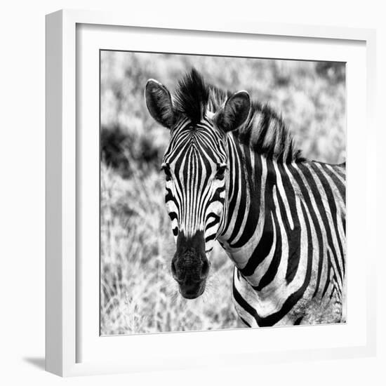 Awesome South Africa Collection Square - Burchell's Zebra Portrait II B&W-Philippe Hugonnard-Framed Photographic Print