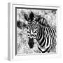 Awesome South Africa Collection Square - Burchell's Zebra Portrait II B&W-Philippe Hugonnard-Framed Photographic Print