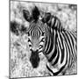 Awesome South Africa Collection Square - Burchell's Zebra Portrait II B&W-Philippe Hugonnard-Mounted Photographic Print