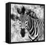 Awesome South Africa Collection Square - Burchell's Zebra Portrait II B&W-Philippe Hugonnard-Framed Stretched Canvas