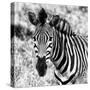 Awesome South Africa Collection Square - Burchell's Zebra Portrait II B&W-Philippe Hugonnard-Stretched Canvas