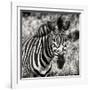 Awesome South Africa Collection Square - Burchell's Zebra Portrait II Sepia-Philippe Hugonnard-Framed Photographic Print