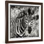 Awesome South Africa Collection Square - Burchell's Zebra Portrait II Sepia-Philippe Hugonnard-Framed Photographic Print