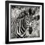 Awesome South Africa Collection Square - Burchell's Zebra Portrait II Sepia-Philippe Hugonnard-Framed Photographic Print