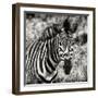 Awesome South Africa Collection Square - Burchell's Zebra Portrait II Sepia-Philippe Hugonnard-Framed Photographic Print