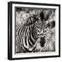 Awesome South Africa Collection Square - Burchell's Zebra Portrait II Sepia-Philippe Hugonnard-Framed Photographic Print