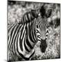 Awesome South Africa Collection Square - Burchell's Zebra Portrait II Sepia-Philippe Hugonnard-Mounted Photographic Print