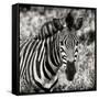 Awesome South Africa Collection Square - Burchell's Zebra Portrait II Sepia-Philippe Hugonnard-Framed Stretched Canvas