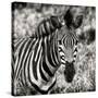 Awesome South Africa Collection Square - Burchell's Zebra Portrait II Sepia-Philippe Hugonnard-Stretched Canvas