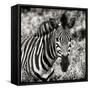 Awesome South Africa Collection Square - Burchell's Zebra Portrait II Sepia-Philippe Hugonnard-Framed Stretched Canvas