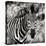 Awesome South Africa Collection Square - Burchell's Zebra Portrait II Sepia-Philippe Hugonnard-Stretched Canvas