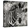 Awesome South Africa Collection Square - Burchell's Zebra Portrait II Sepia-Philippe Hugonnard-Stretched Canvas