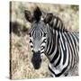 Awesome South Africa Collection Square - Burchell's Zebra Portrait II-Philippe Hugonnard-Stretched Canvas