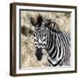 Awesome South Africa Collection Square - Burchell's Zebra Portrait II-Philippe Hugonnard-Framed Photographic Print