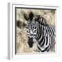 Awesome South Africa Collection Square - Burchell's Zebra Portrait II-Philippe Hugonnard-Framed Photographic Print